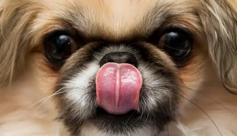 Пекінес дістає рожевим язиком до свого чорного носа