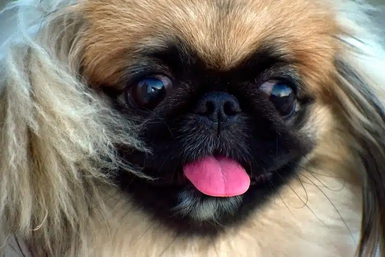Пекінес має рожевого язика та косоокість
