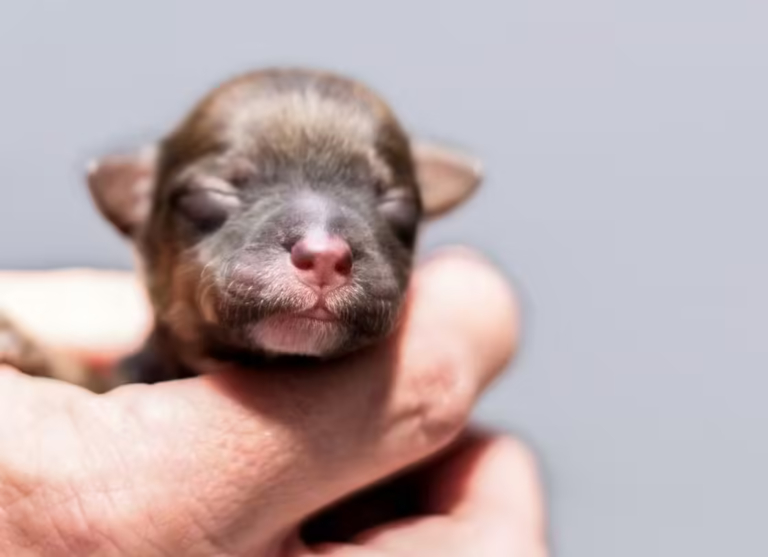 На сонечку видно, що носик коричневого цуценяти гладкий та рожевий