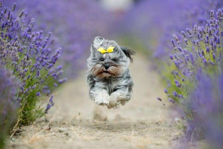 Цверг з жовтим метеликом летить над кущами лаванди