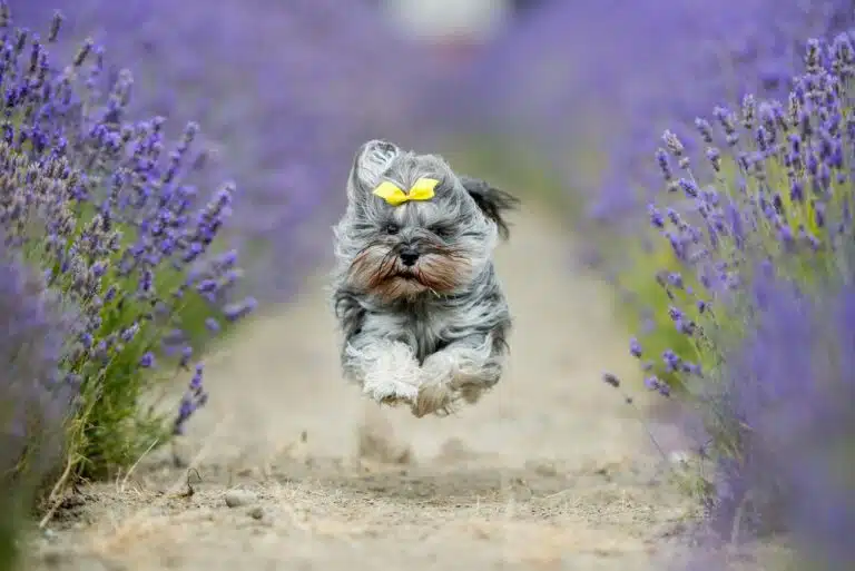 Цверг з жовтим метеликом летить над кущами лаванди