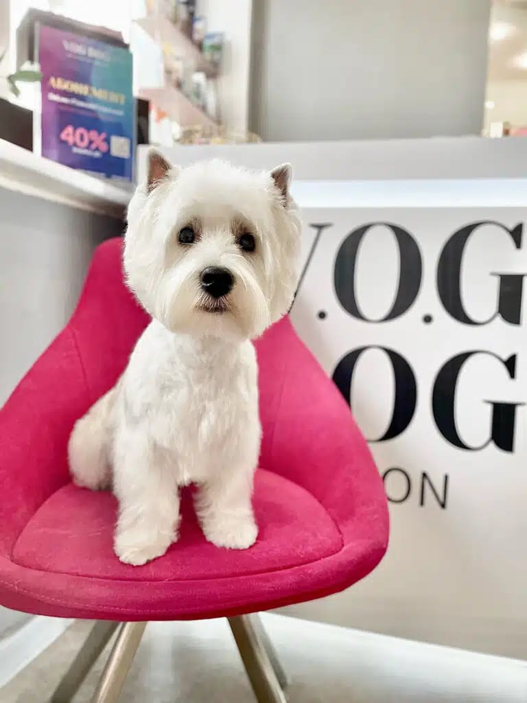 Вест після стрижки має чистий охайний вигляд та гострі вушка