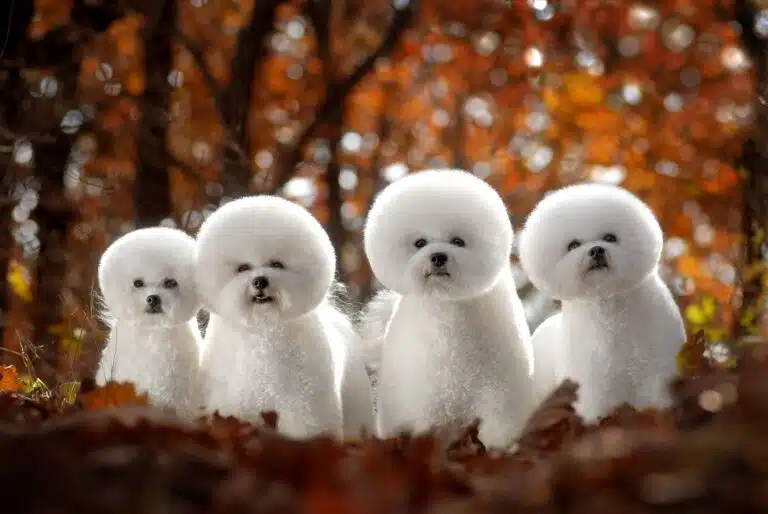 Чотири бішона з круглими головами разом стоять серед жовтневого лісу