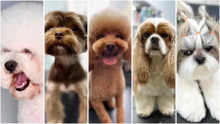Колаж з п'яти порід собак: бішон, мальтіпу, пудель, спанієль та ши-цу