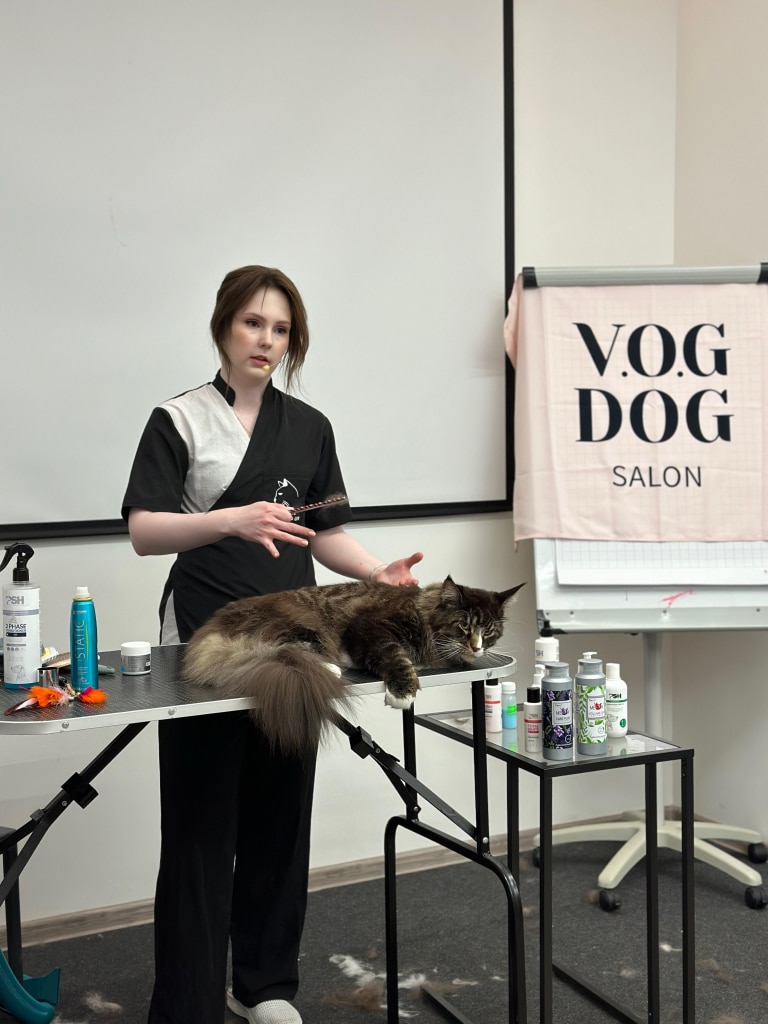 Дівчина в чорно-білій формі з мікрофоном розповідає про особливості мейн-кунів, а модель розляглась в цей час на столі