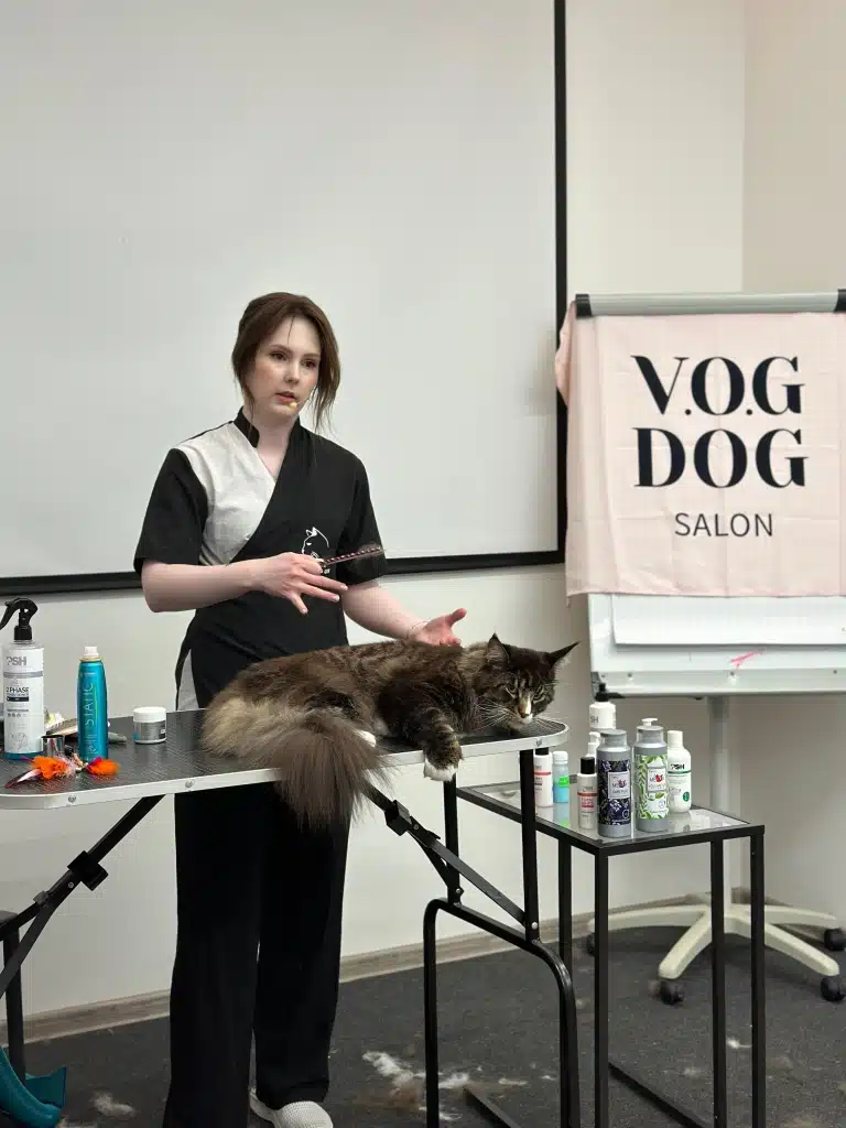 Дівчина в чорно-білій формі з мікрофоном розповідає про особливості мейн-кунів, а модель розляглась в цей час на столі