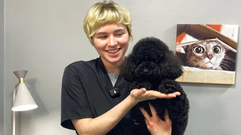 Дівчина з короткою стрижкою підставила руку для лапок чорного пуделя