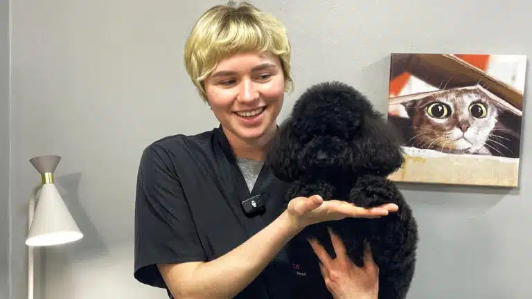 Дівчина з короткою стрижкою підставила руку для лапок чорного пуделя