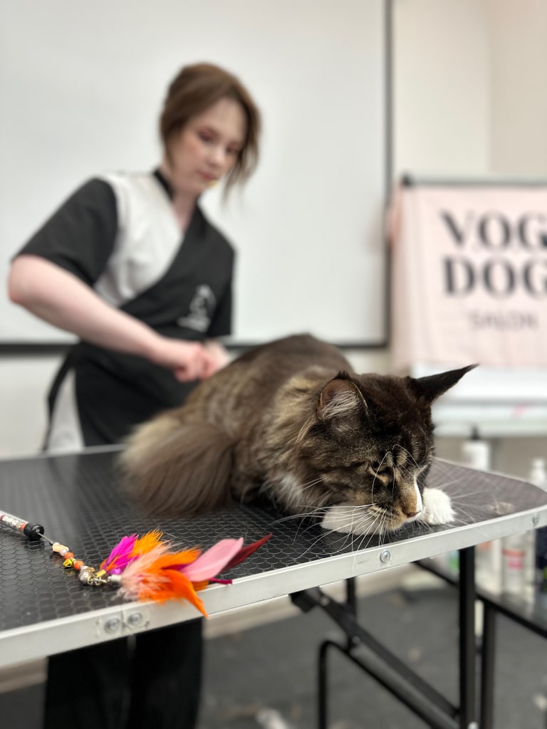 Мейн-кун поклав голову на білі лапки, поки дівчина в чорно-білій формі вичісує задню частину