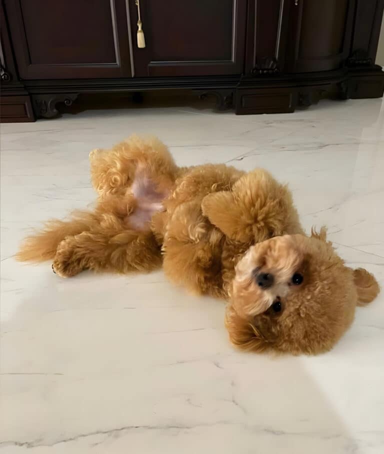 Коричневий пушон лежить на білій мармуровій підлозі біля коричневих меблів