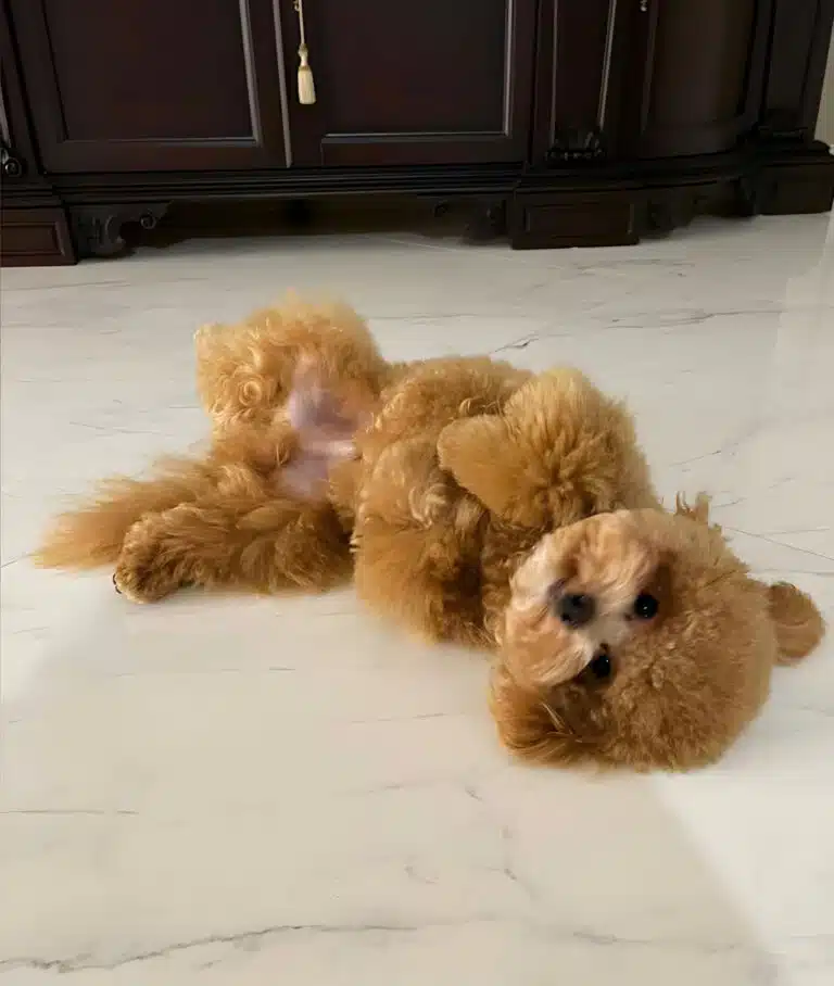 Коричневий пушон лежить на білій мармуровій підлозі біля коричневих меблів