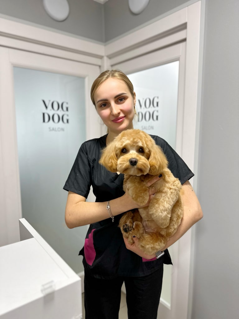 Грумер стоїть в кутку салону, тримаючи під попу улюбленого мальтіпу