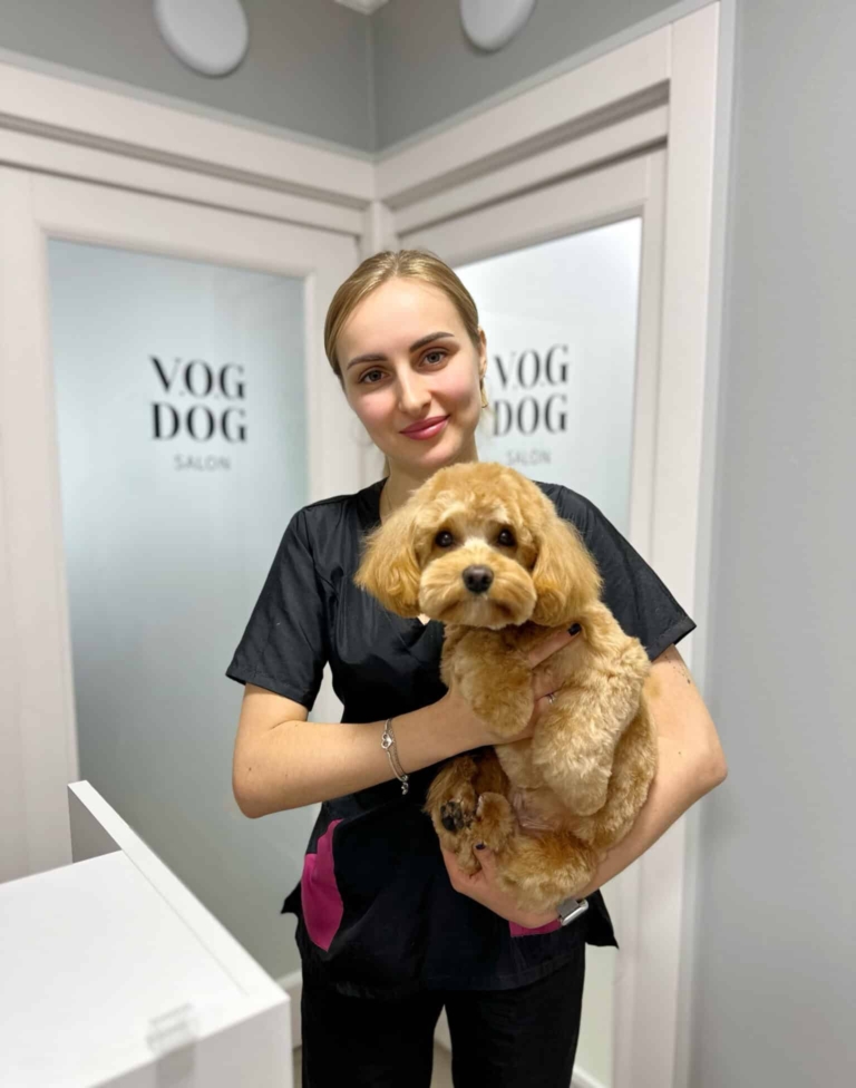 Грумер стоїть в кутку салону, тримаючи під попу улюбленого мальтіпу