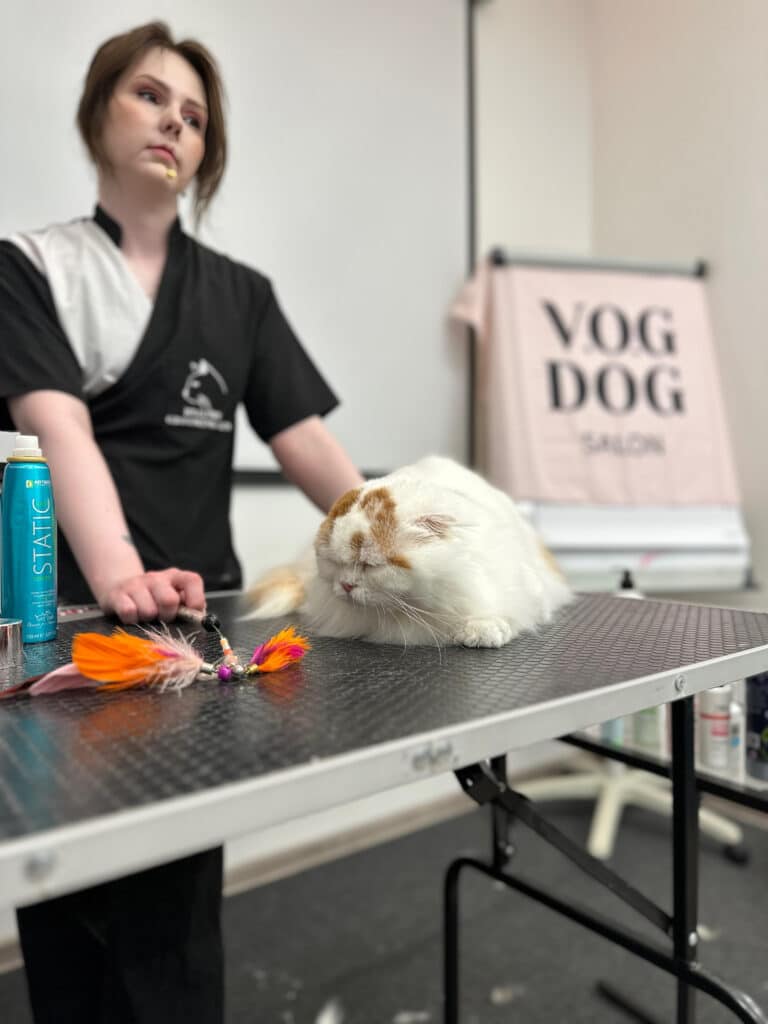 Дівчина в чорно-білій формі поклала руки на стіл перед котом, що притис вуха