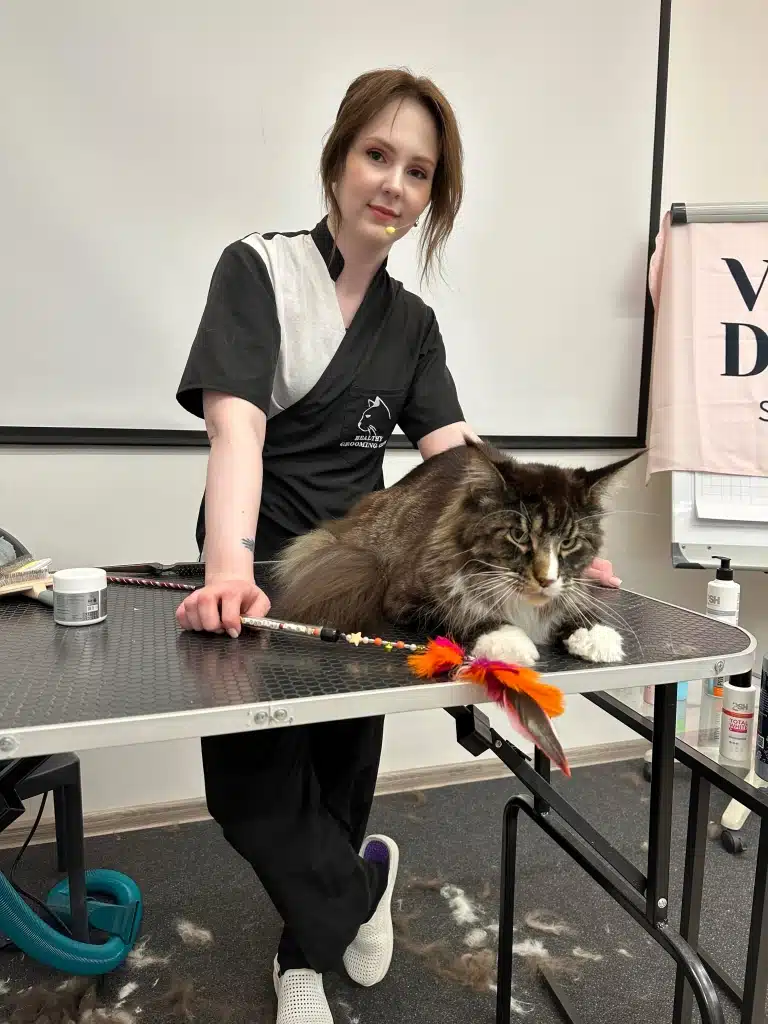 Дівчина в чорно-білій формі тримає іграшку з пір'ям поруч з мейн-куном на столі