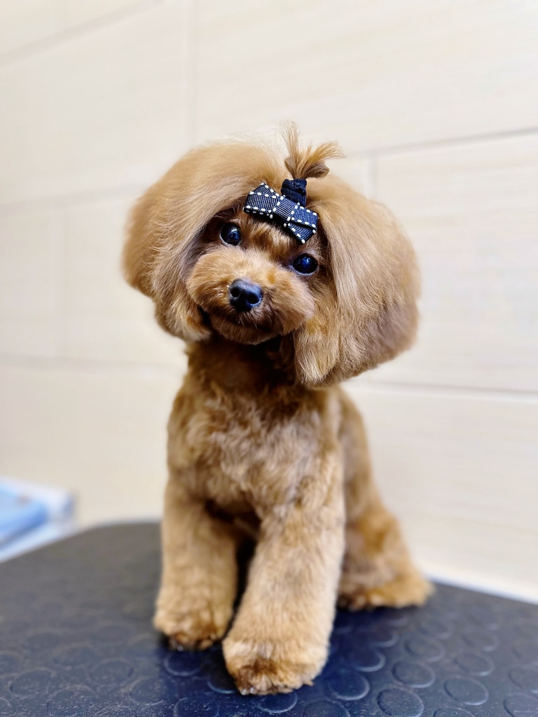 Пудель з об'ємною шерстю на голові наче має каре