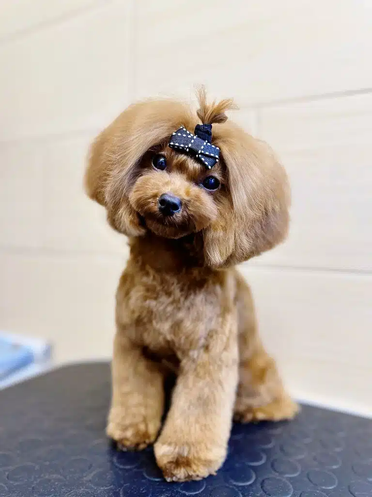 Пудель з об'ємною шерстю на голові наче має каре