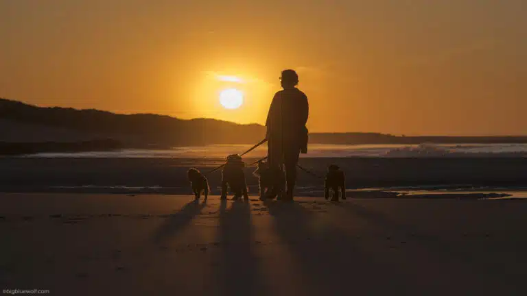 Дівчина в окулярах вигуляє собак на заході сонця