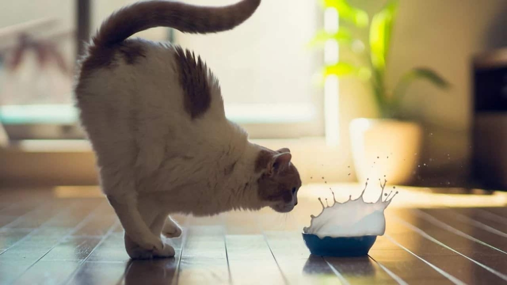 The unusual world of cats: Interesting facts about care and behavior ...