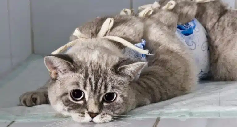 Кішка лежить на чистій пелюшці в медичному бандажі після операції