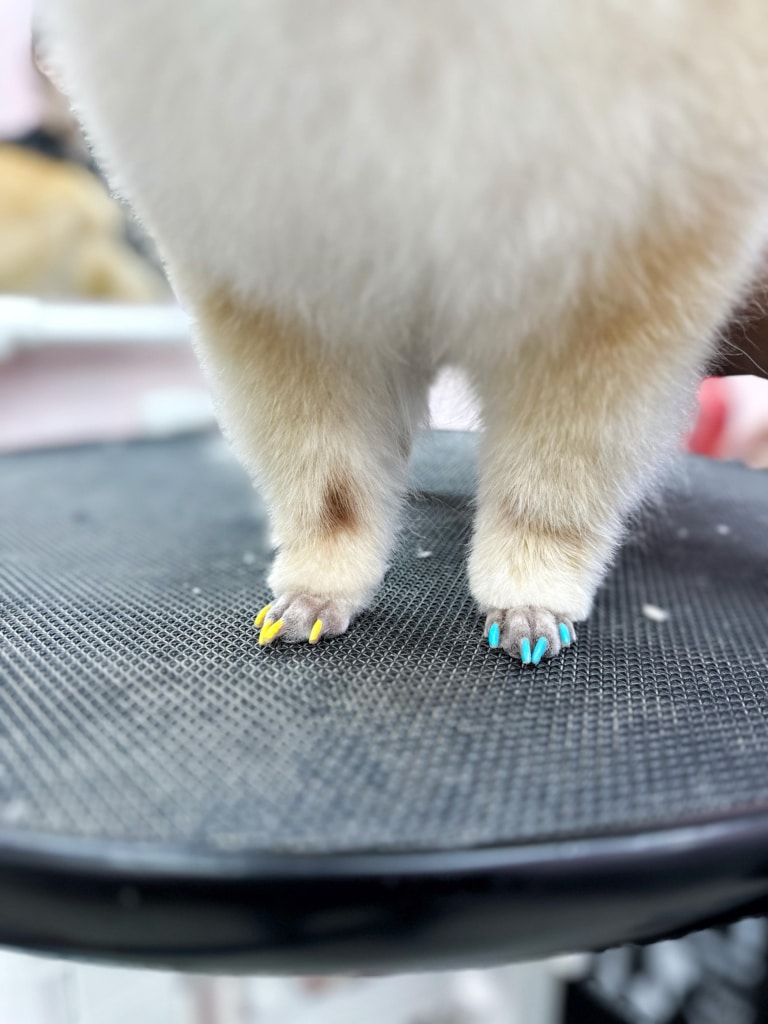 На забритих лапках шпіца видніються жовті та блакитні кігті