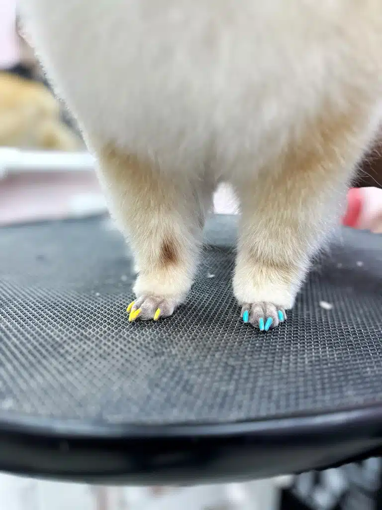 На забритих лапках шпіца видніються жовті та блакитні кігті