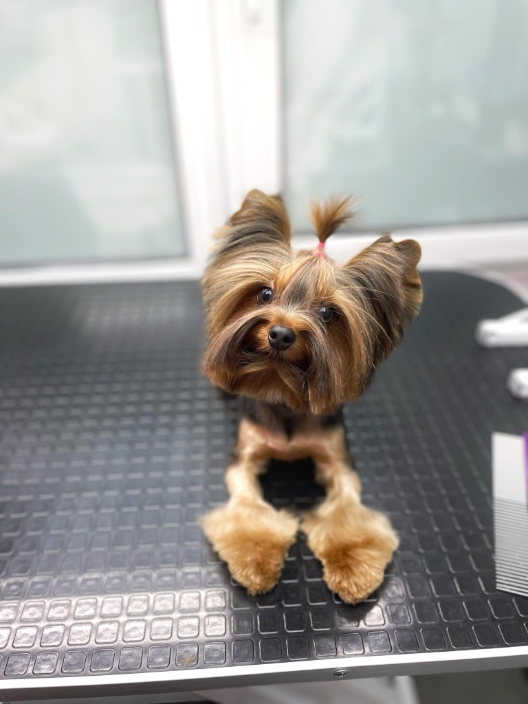 Йорк з об'ємною головою та лапами має дуже коротку шерсть на тулубі