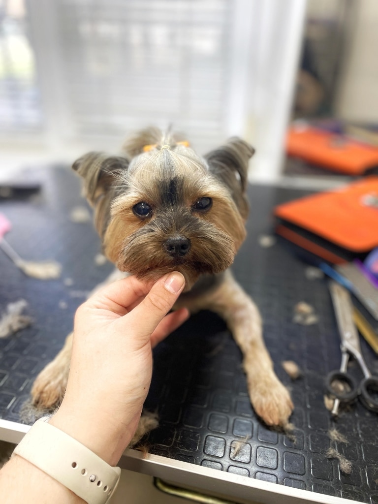 Дівчина з годинником на руці притримує голову йорка для перевірки симетрії в стрижці