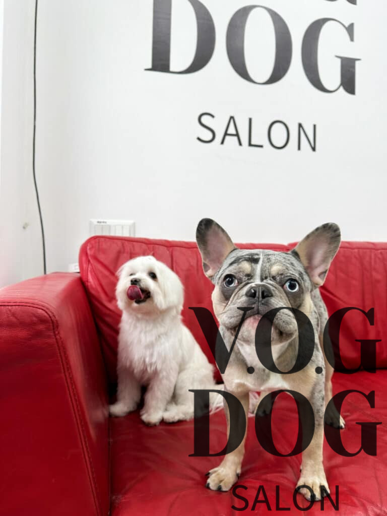 Бульдог з мальтезе чекають на власників та червоному шкіряному дивані