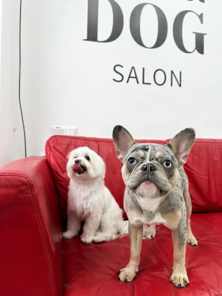 Бульдог з мальтезе чекають на власників та червоному шкіряному дивані