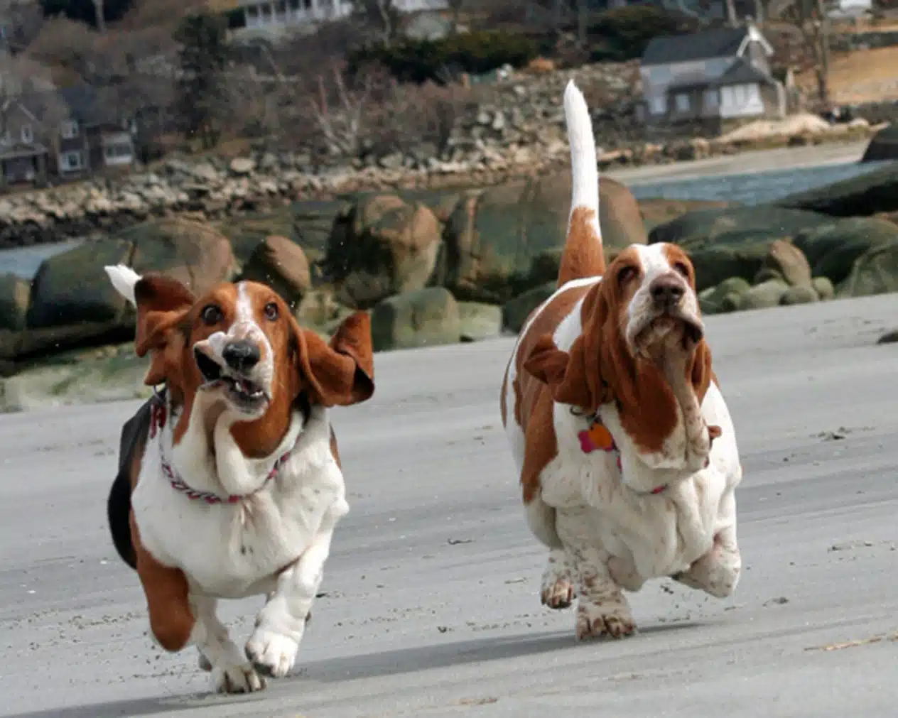 World's oldest shops basset hound