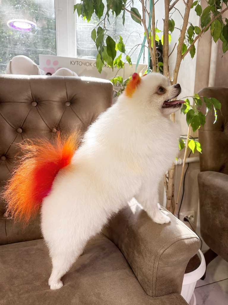 Білий шпіц з темно-рудим хвостом та вушками стоїть на дивані