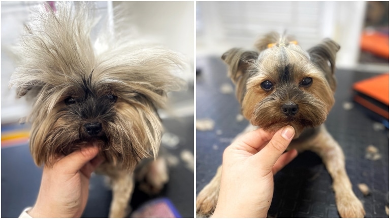 Колаж "до/після" короткої стрижки йорка з зачіскою у грумінг-салоні