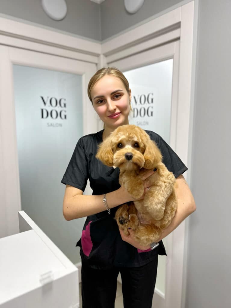 Грумер стоїть у кутку салону, тримаючи на руках підстриженого мальтіпу