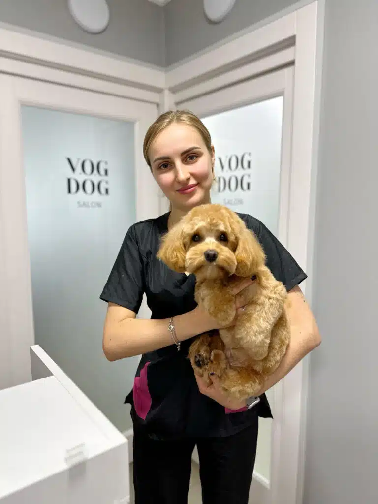 Грумер стоїть у кутку салону, тримаючи на руках підстриженого мальтіпу