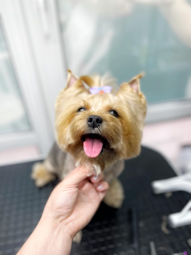 Ідеальні форми мордочки йорка з золотою шерстю після візиту до грумера