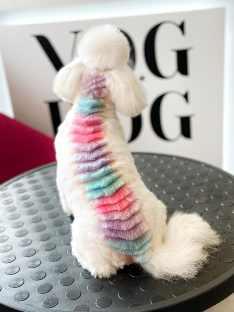 Різнокольорова драбинка з шерсті на спині мальтезе