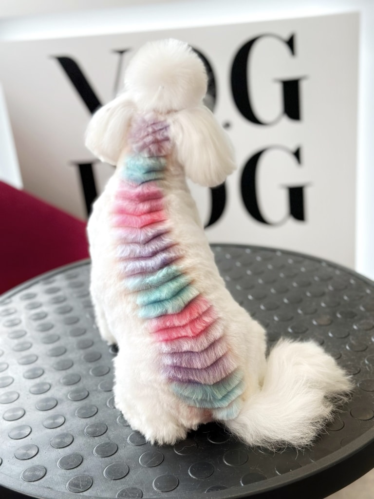 На спині мальтезе різнокольорові сходинки з шерсті