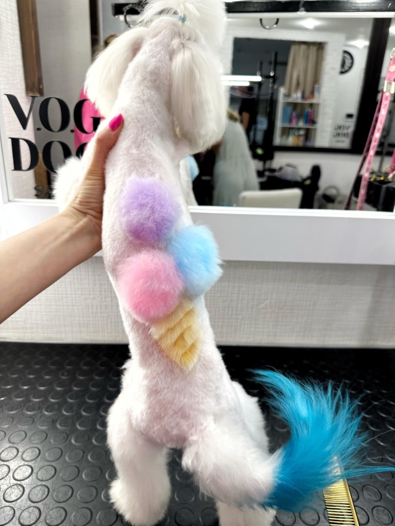 На спині мальтезе кольорове морозиво з шерсті