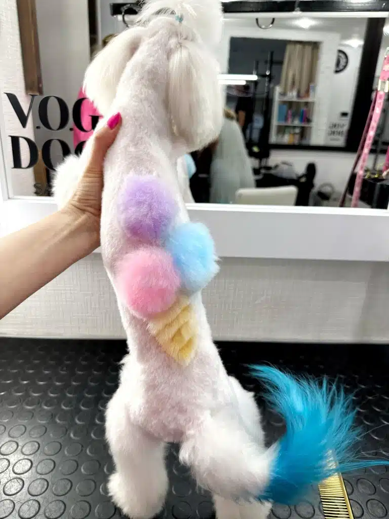 На спині мальтезе кольорове морозиво з шерсті