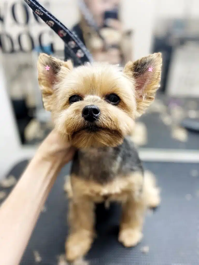 Йорк після стрижки тепер має рожеві зірочки на кінчиках вух