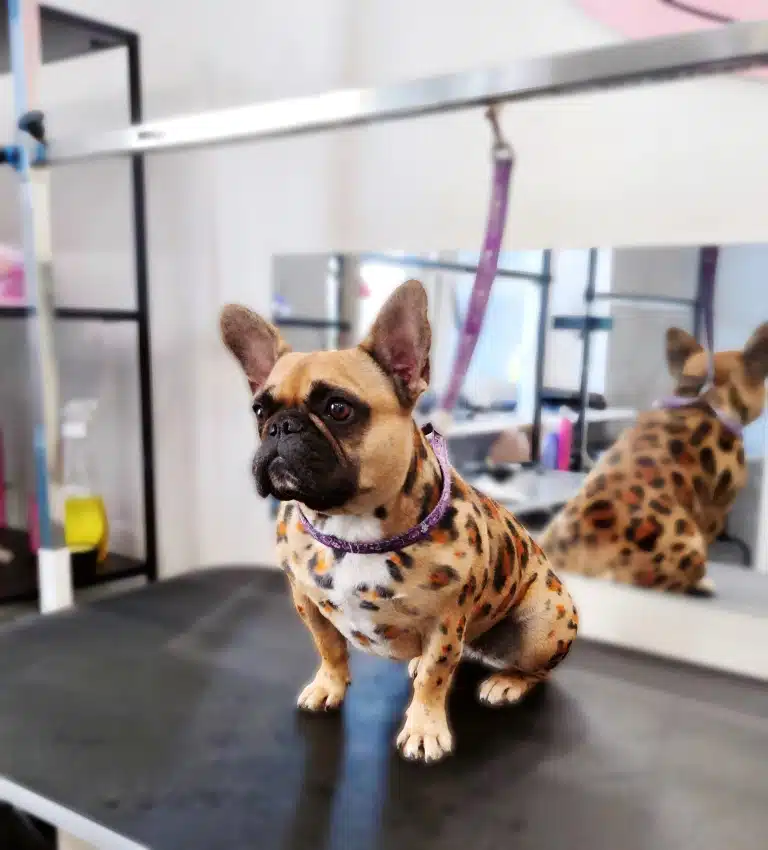 Бульдог присів на фіолетовій ринговці після леопардового фарбування