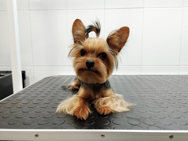 Йорк з дуже довгими овальними вушками має круглу мордочку та пухнасті ніжки