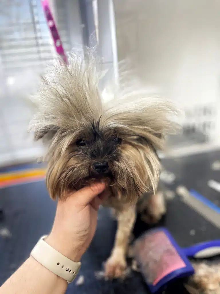 Йорк перед грумінгом має дуже довгу та суху шерсть на голові