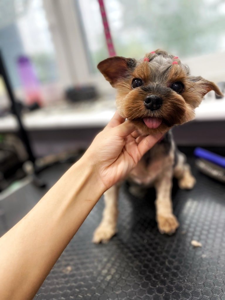 Йорк має милий вигляд завдяки круглій плюшці, забритим вушкам та зачісці з рожевими резинками