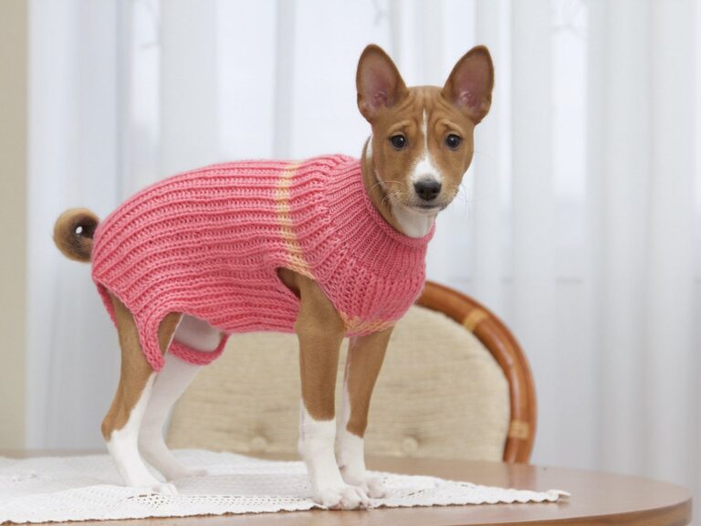 Басенджі в рожевому светрі з жовтою смугою стоїть на дерев'яному столі
