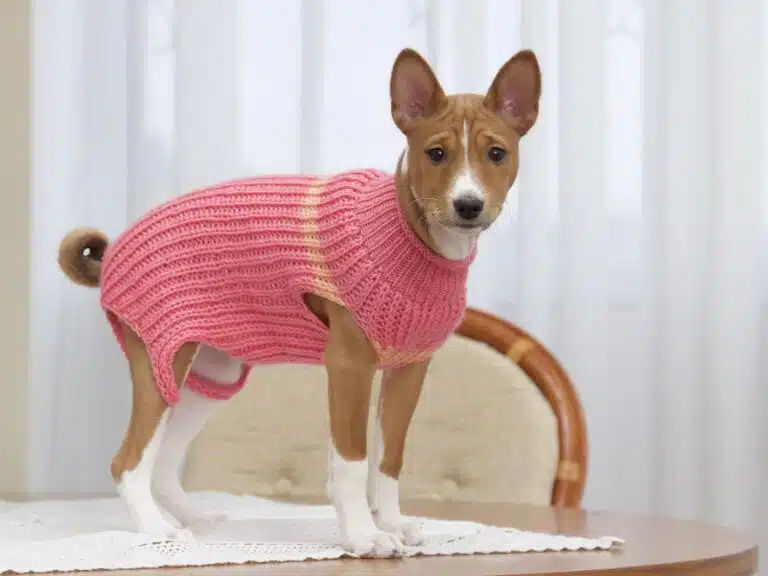 Басенджі в рожевому светрі з жовтою смугою стоїть на дерев'яному столі