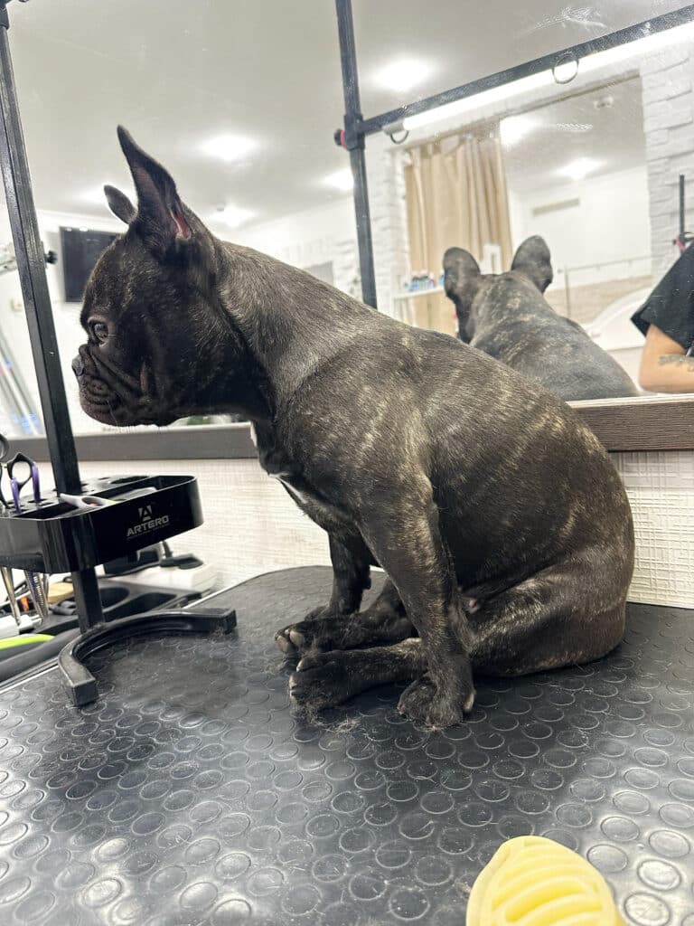 Бульдог відвернувся від дзеркала та сів до нього спиною