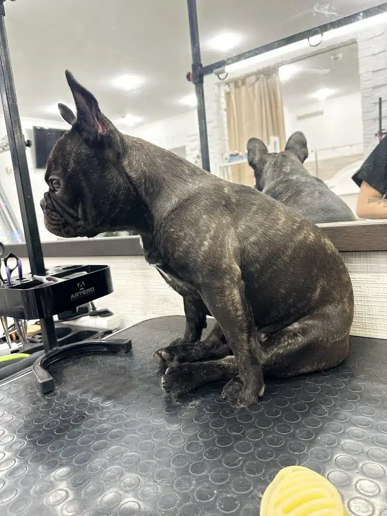 Бульдог відвернувся від дзеркала та сів до нього спиною