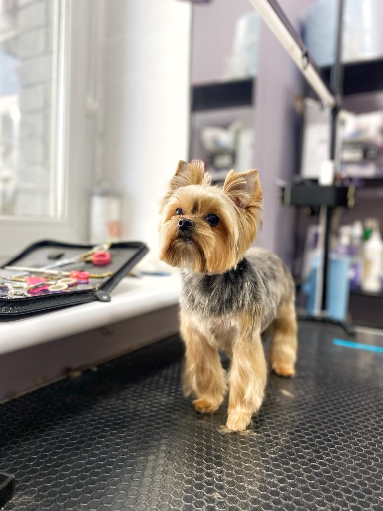 Йорк стоїть біля сумки з ножицями, які використовувались для його стрижки